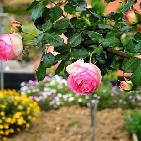 Le Rose Villa San Biagio della Cima Екстериор снимка