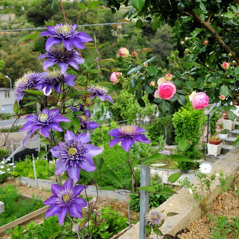 Le Rose Villa San Biagio della Cima Екстериор снимка