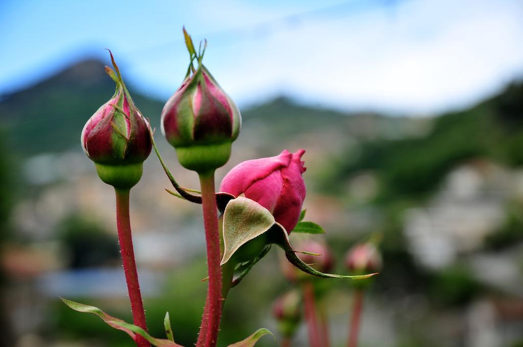 Le Rose Villa San Biagio della Cima Екстериор снимка