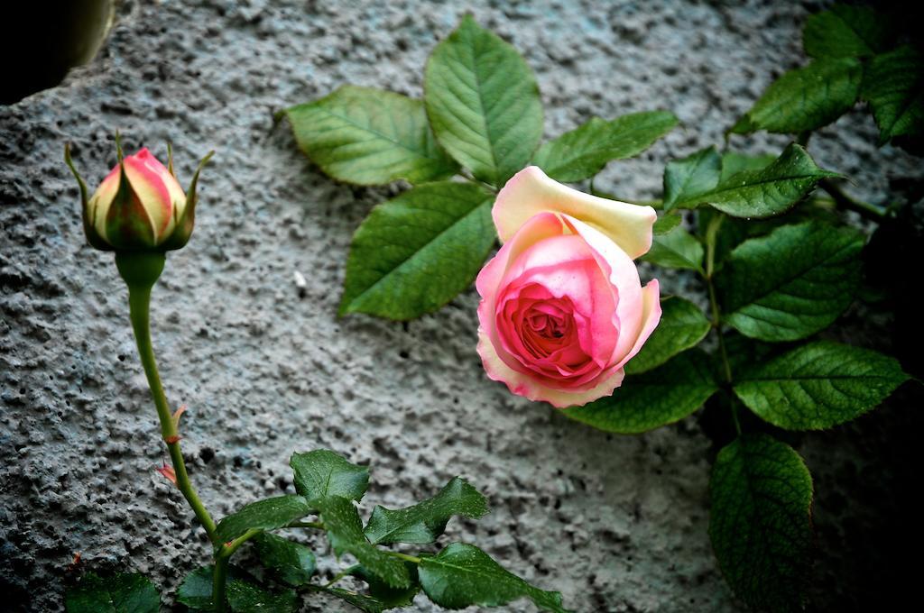 Le Rose Villa San Biagio della Cima Екстериор снимка