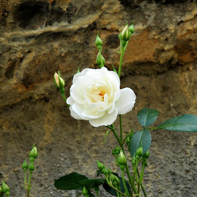Le Rose Villa San Biagio della Cima Екстериор снимка