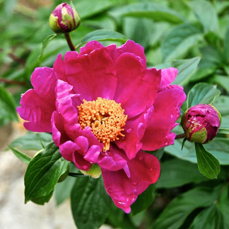 Le Rose Villa San Biagio della Cima Екстериор снимка